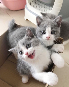 家养英短蓝白英短蓝猫,急急急出,深圳本地猫纯种猫咪所有图片均