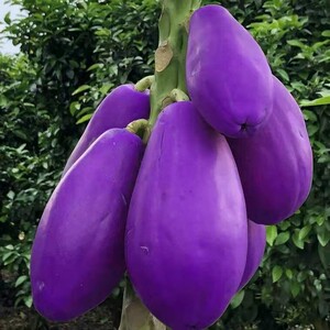 新品种正宗紫金紫皮木瓜苗紫色木瓜树苗带原土带叶发货包邮