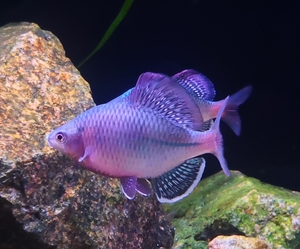 福利发色越南鱊,原生鳑鲏鱼