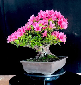 珍山…………不议价…………日本进口皋月杜鹃,极品皋月好物不多