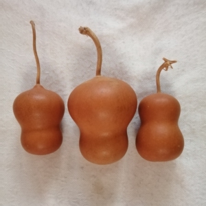 勤属百货店淘宝新品保定墩葫芦种子 高约12c把a 虫具镶蝈黑虫蝈口m