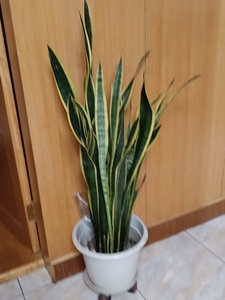 腾地方便宜出自家养的金边令箭,卖出不退不换不包邮,喜欢的人买