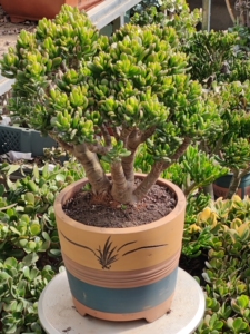 招财猫铲叶花月老桩