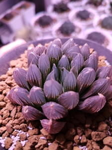 西亚基ho33紫镜玉露,雫绘卷,出侧芽有根刚下,母本非组是从