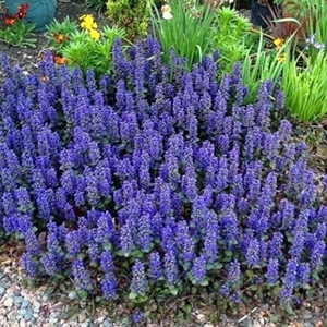 筋骨草盆栽耐寒耐热种植好养易分枝多爆盆爆花 姬十二单筋骨草