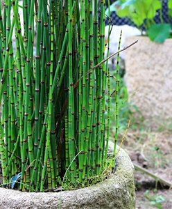 80棵木贼盆栽节节草节节高笔管草接骨草