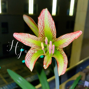 原生朱顶红伊瓜苏