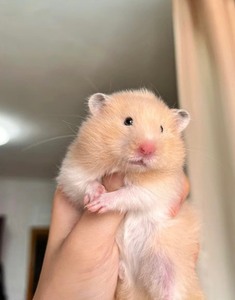 家养可爱金丝熊 白腰米熊  38一只(标价就是卖价)包邮 温