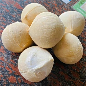 【海南牛奶椰】,现购现摘新鲜牛奶椰,奶椰相对普通椰子汁水更加