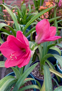 朱顶红绝版紫雨(胭脂雨) 花瓣紫红色,中大花型.出售侧球10