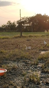 湖南农村散养土鸡蛋，百分百散养土鸡蛋，自家孵化的小鸡，老品种