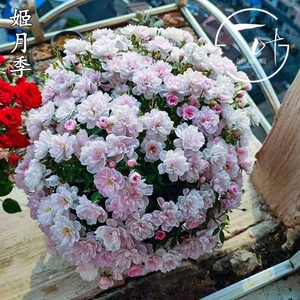 世界上最小的月季姬乙女,自养苗从小带到大三年了,现在是爆花状