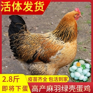 高产绿壳蛋鸡鸡苗麻羽鸡大鸡苗农家散养蛋鸡包活到家 3斤左右一