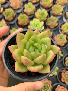 【状态景天】丘比特多肉 多肉植物景天科特玉莲和黛比的杂交品种