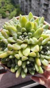 整桩无砍完美手捧木质化老桩映月台多肉,喜欢完美造型的来,盆口