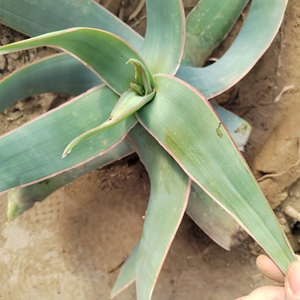 一物一拍银芳锦芦荟,带条纹,珊瑚色,叶子长度30 ,开花株