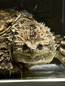 杂佛鳄龟能长多大?图片