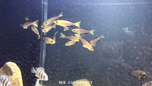三湖 金头剑沙7-8cm 一对拍鱼必看