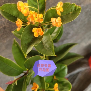 原生正宗红花天香台阁桂花,稀有好品种,四季开红花,香味浓郁