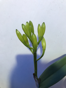 精品洋兰 卡特兰 金满意