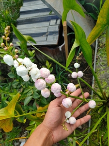 日本园艺花茨菇,重瓣花茨菇非常丰花,一串串的,挺水植物,养龟