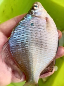 冷水巨型观赏高体鳑鲏鱼超大兴凯鱊七彩石鳑鲏除藻冷水鱼活体原生