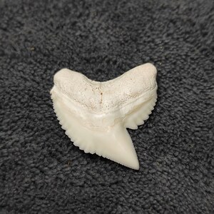 00拒绝灭绝淘宝虎鲨/居氏鼬鲨牙齿标本,鲨鱼牙齿,非涉保动物,全部都