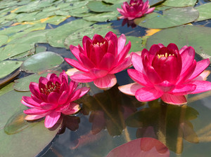 「霖荷花园」耐寒小型睡莲 婴儿红