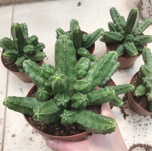 多肉植物桃太郎无刺群生多头仙人球室内美观易养会开花绿植盆栽