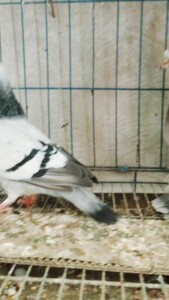 甘肃高飞鸽子一家3囗一对种鸽带一个小崽子,漂不漂亮 自己看_阿里巴巴