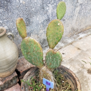 仙人掌 修罗 团扇 特价清理包邮 一物一拍