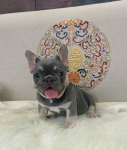 异色红眼 丁香包金法斗 妹妹