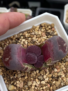 生石花紫菊纹章双头98带走