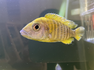 三湖慈鲷马拉金