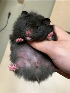 【黑熊金丝熊】黑熊金丝熊品牌,价格 - 阿里巴巴