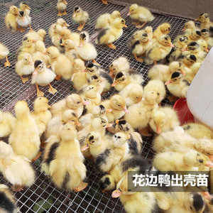 出壳苗一点花鸭苗桃谷鸭白羽肉鸭花边鸭活小鸭大种麻鸭小黄鸭苗