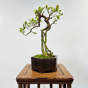 提根文人桅子花,婉约优雅,自然成型.