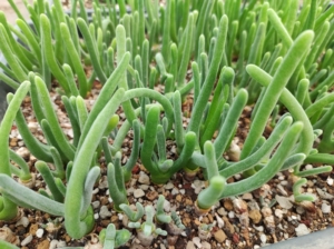 碧光环碧光环老桩,小兔子,萌萌哒,单头10块一颗,满60包邮