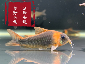 野生尼格罗青鼠,尼青鼠