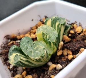 北斋锦北斋玉扇锦道长玉扇锦广重玉扇锦寿锦克锦万象锦磨面锦姬玉