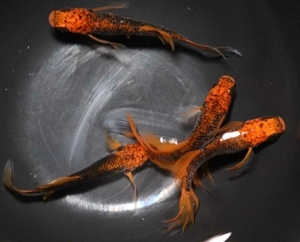 观背青鳉,龙章凤姿,图为种图,喜欢的可以私聊我,有苗子,压成