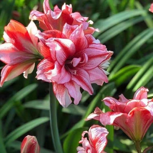 闲鱼朱顶红白肋鬼魅