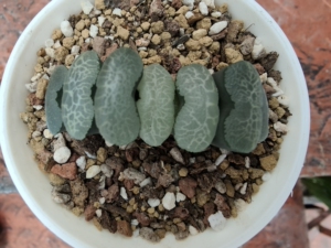 精美绝伦,海野系名品——终极蓝玉扇.