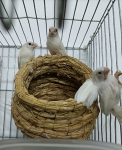 十姐妹鸟保姆鸟,白黑眼,一个多月,不分公母,玩家客厅精养,干