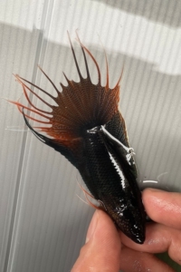 中国斗鱼 红型越黑 东兴 海南 新会 越黑杂黑 红尾黑叉 国