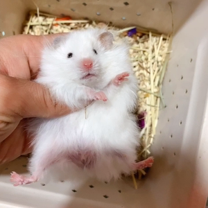 金丝熊仓鼠长毛白熊弟弟,自家繁殖,包邮包运输风险