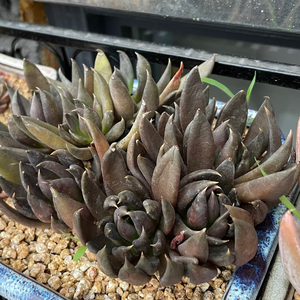 品种鸾凤玉星球紫皮绿黑骑士多肉实生无刺三年开花梦恬服饰110