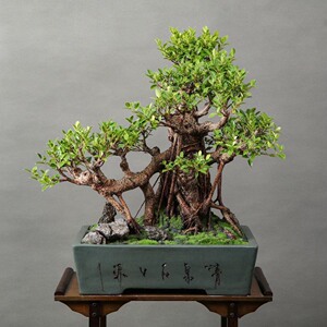 000人付款淘宝台湾虎皮榕:会修理盆景的拿去玩吧,长出气根非常漂亮