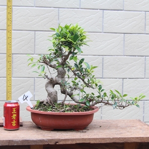 过桥形矮霸中国台湾小叶榕树盆景虎皮榕