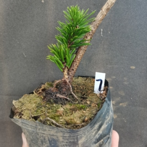 日本贵品松树寸稍黑松,寸梢黑松,非其他品种,明星,那须娘,福